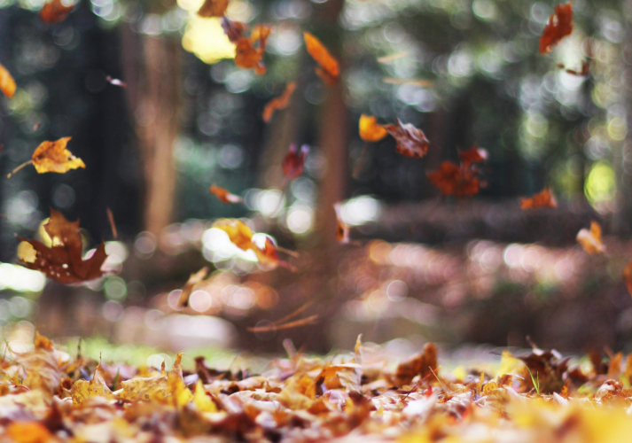 Autumn leaves