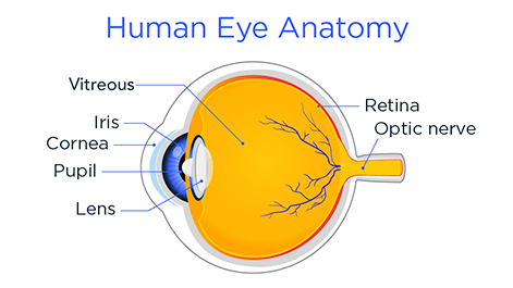 Human eye anatomy diagram