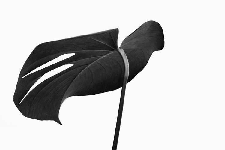 black and white photograph of taro leaf