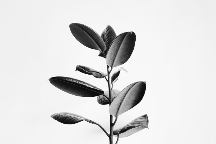 black and white photograph of a rubber tree plant
