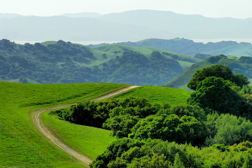 Image of trail in Briones Regional Park within East Bay Parks